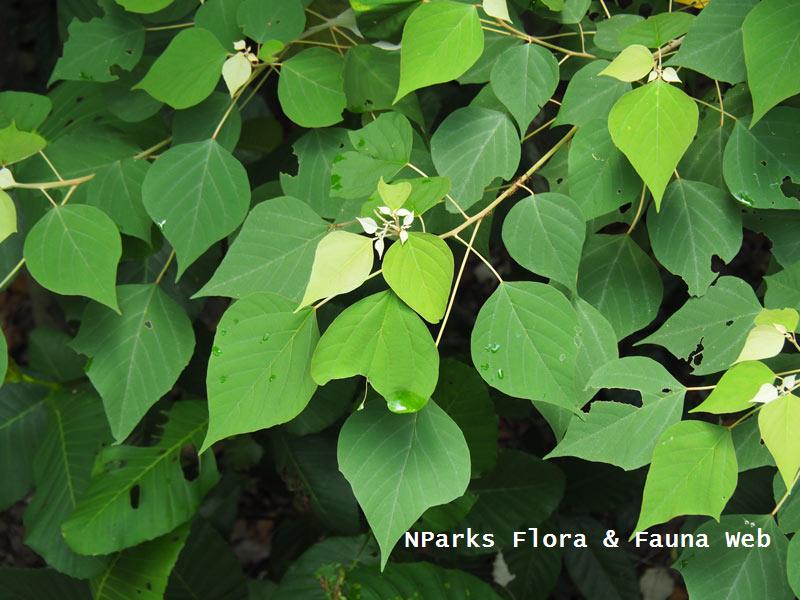 Mallotus paniculatus