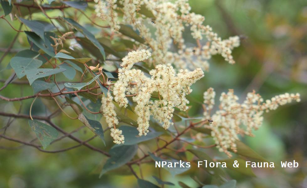 Mallotus paniculatus