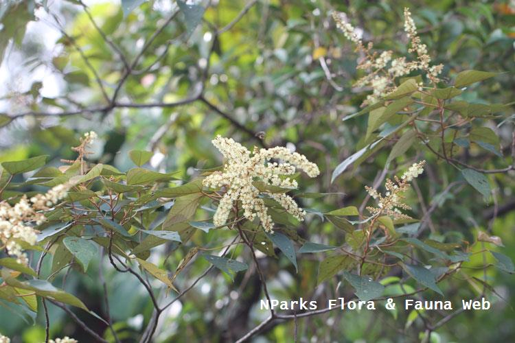 Mallotus paniculatus