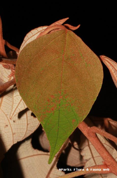 Mallotus paniculatus