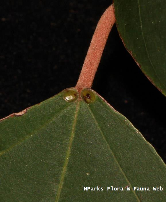 Mallotus paniculatus