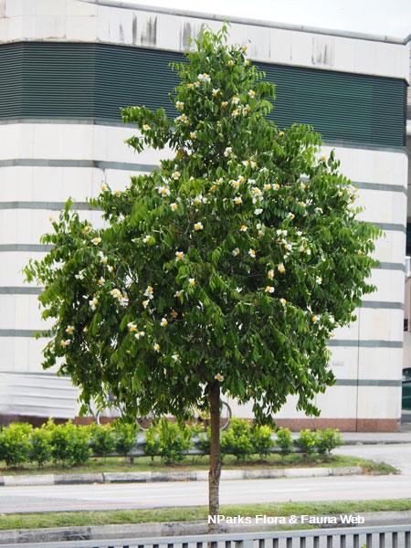 Mesua ferrea