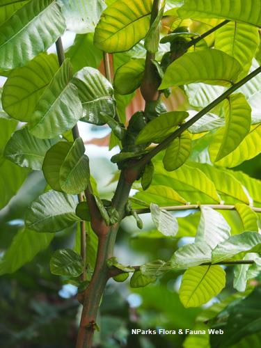 NParks | Pometia pinnata