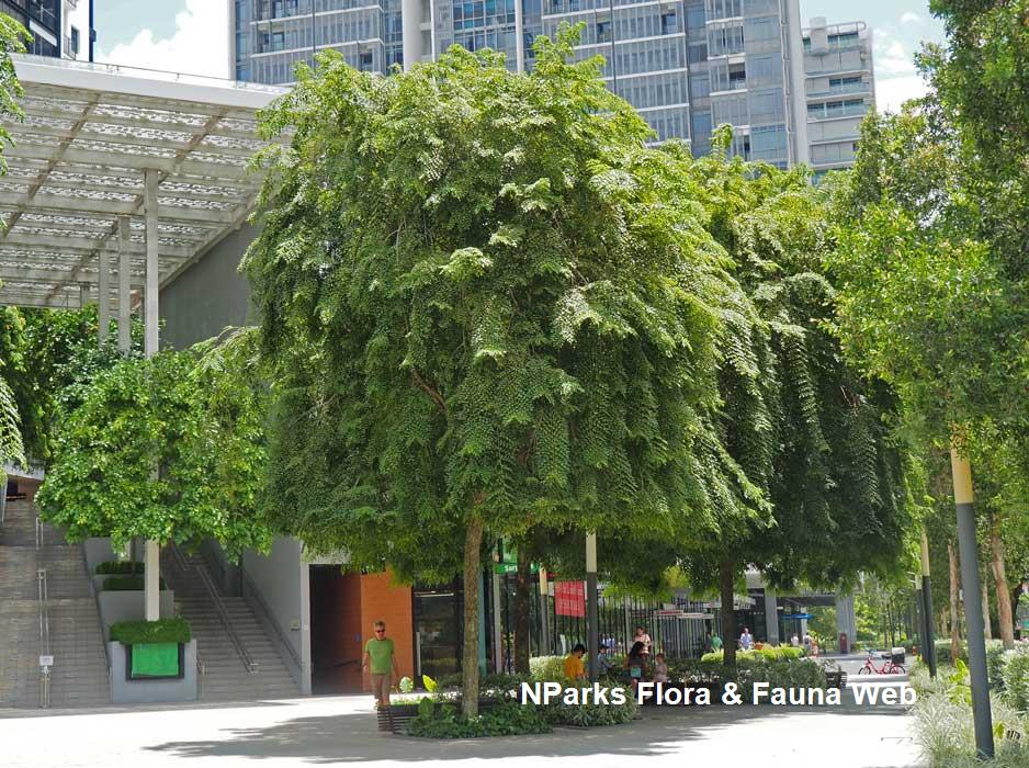 Pterocarpus indicus 'Pendula'