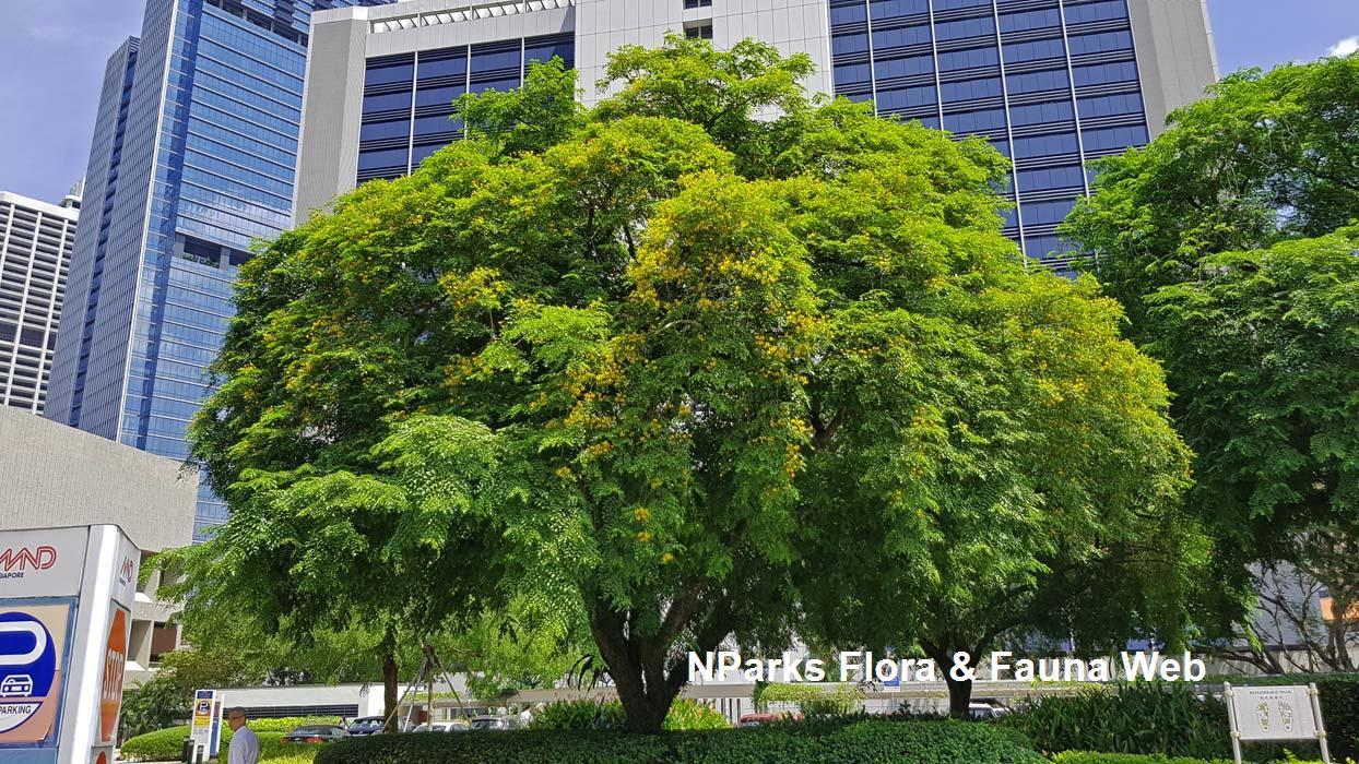 Pterocarpus indicus 'Pendula'