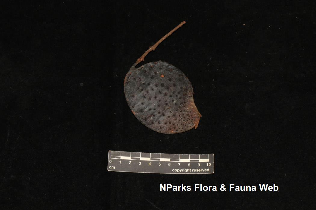 Sindora wallichii