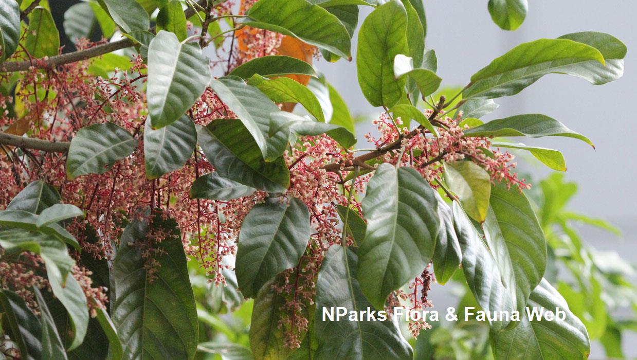 Sterculia parviflora 