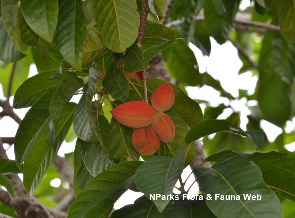 Sterculia parviflora 
