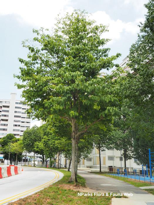Sterculia parviflora 