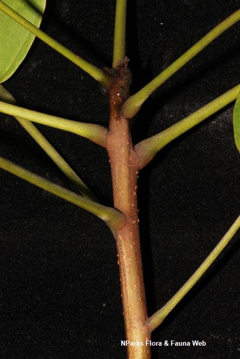 Sterculia parviflora 