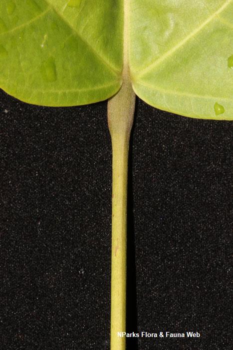 Sterculia parviflora 