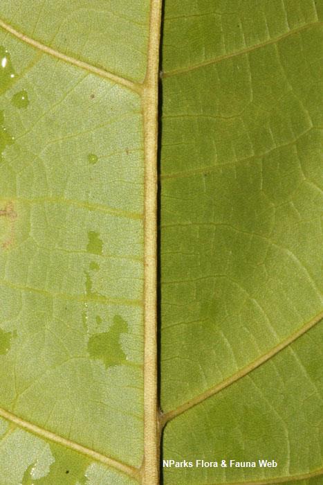 Sterculia parviflora 