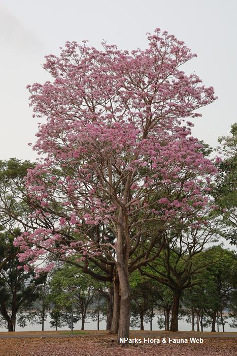 Tabebuia rosea