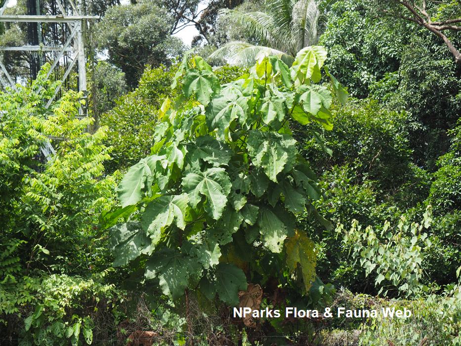 NParks Macaranga griffithiana