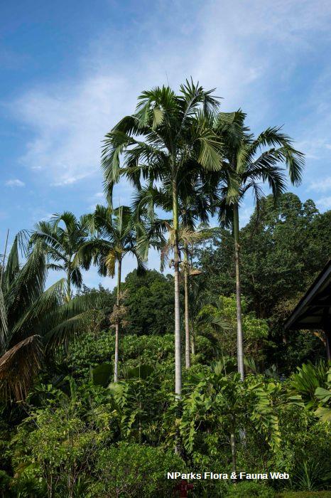 Actinorhytis calapparia