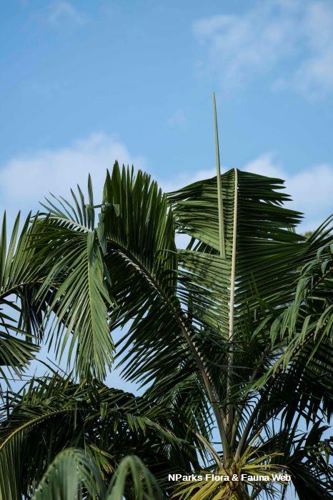 Actinorhytis calapparia