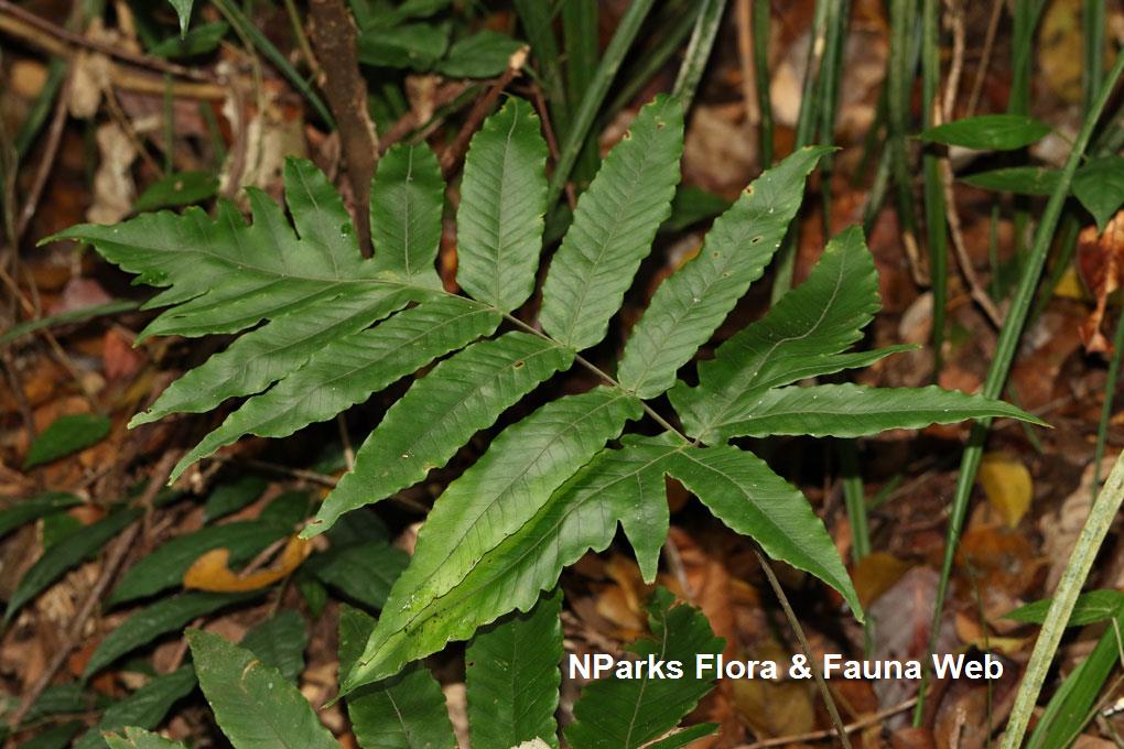 Tectaria barberi_Cerlin Ng