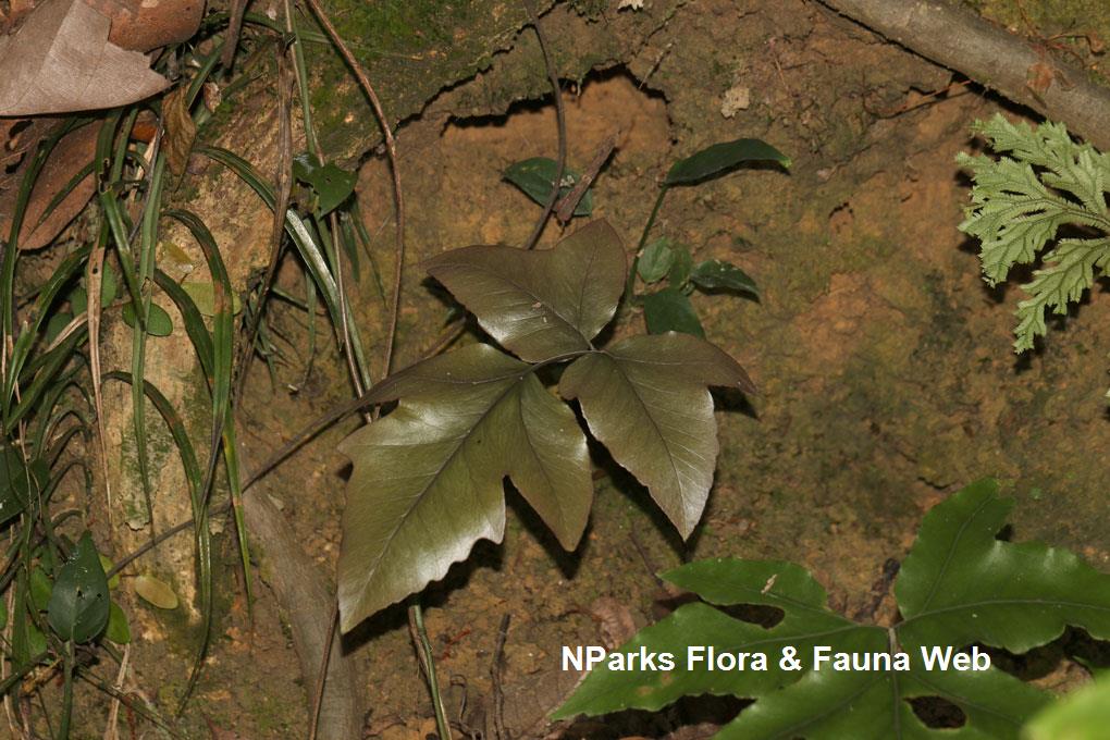 Tectaria barberi_Cerlin Ng