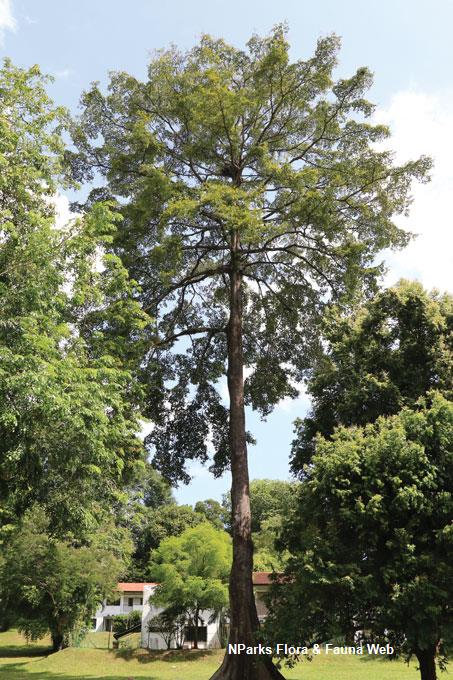 Terminalia subspathulata_Tamako Kobayashi