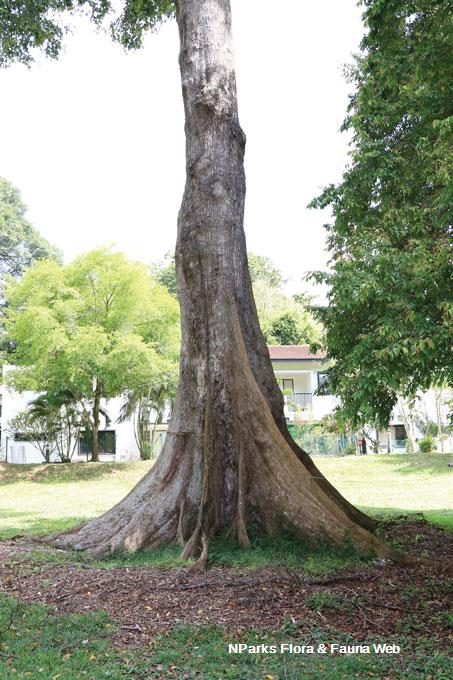 Terminalia subspathulata_Tamako Kobayashi