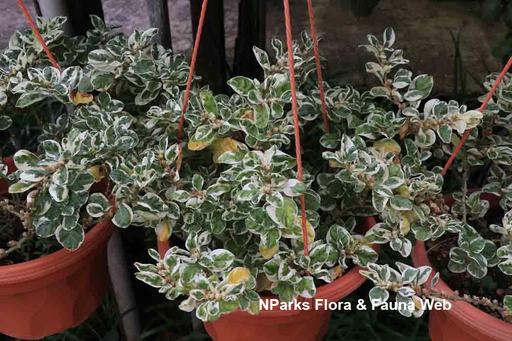 Alternanthera ficoidea White Carpet