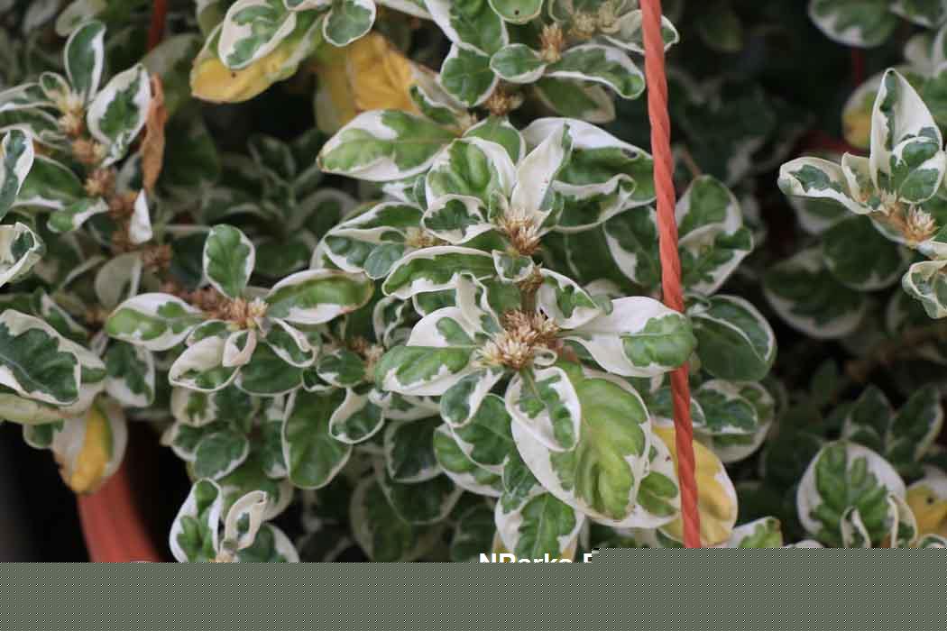 Alternanthera ficoidea White Carpet