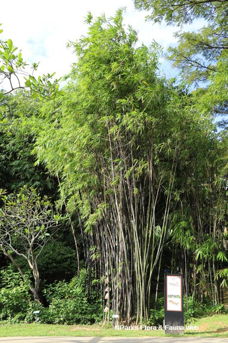 Bambusa_lako_Jennie_Tang_1