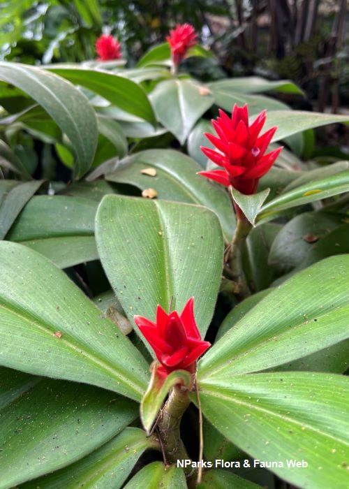 Costus osae Hazri Boey