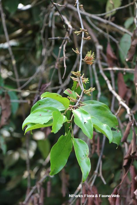 Dendrophthoe pentandra
