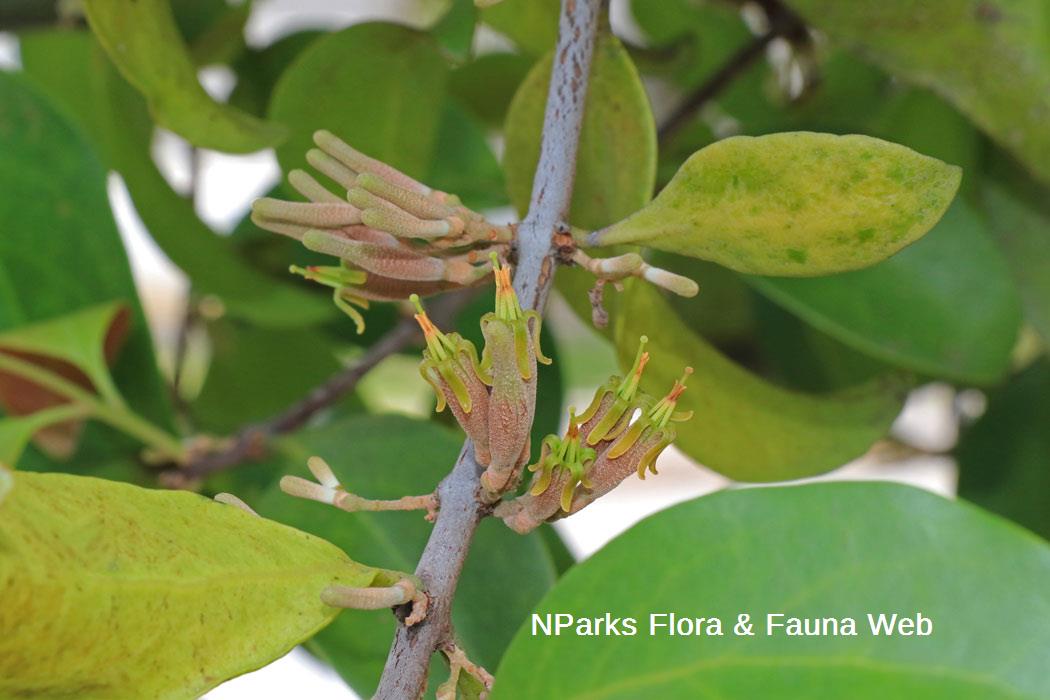 Dendrophthoe pentandra