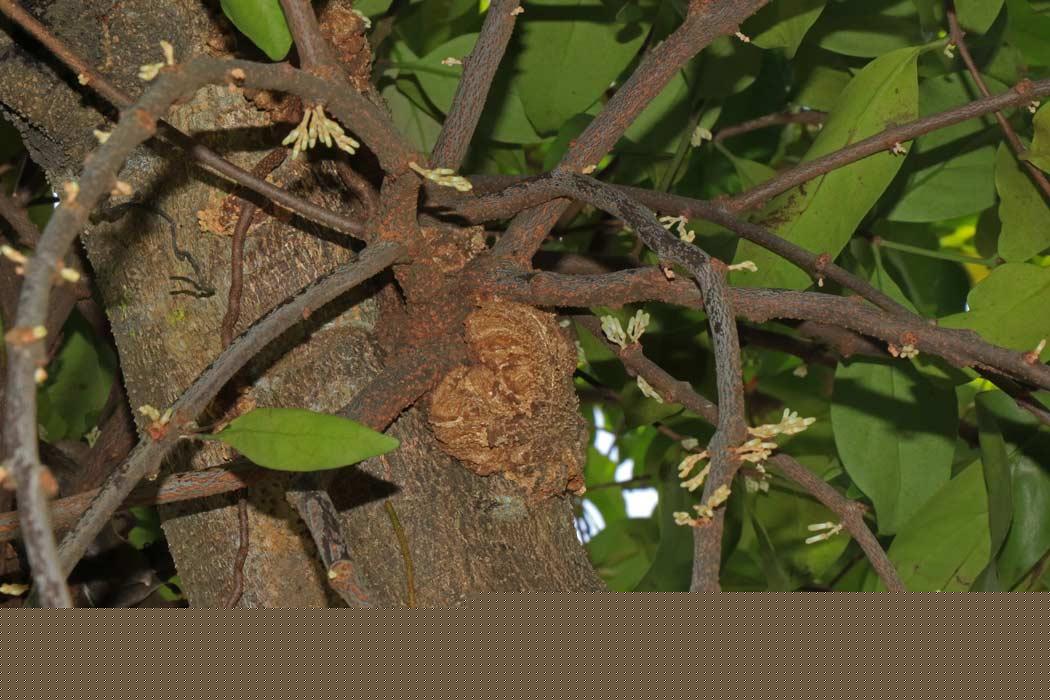 Dendrophthoe pentandra