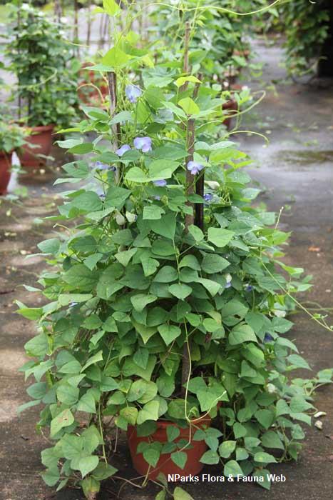 Psophocarpus tetragonolobus