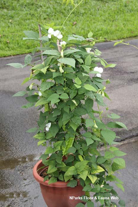 Psophocarpus tetragonolobus