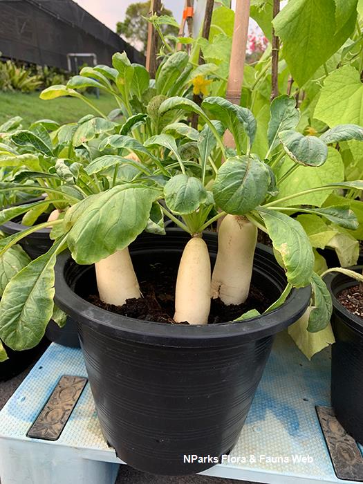 Raphanus sativus var. sativus