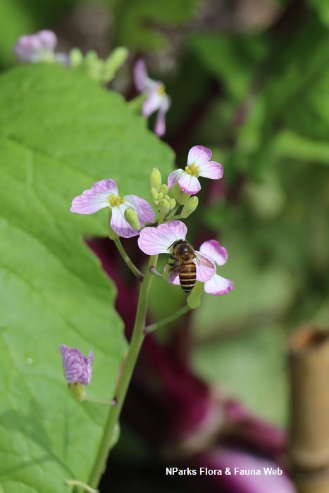 Raphanus raphanistrum subsp sativus white oriental radish_Jennie Tang_2rs