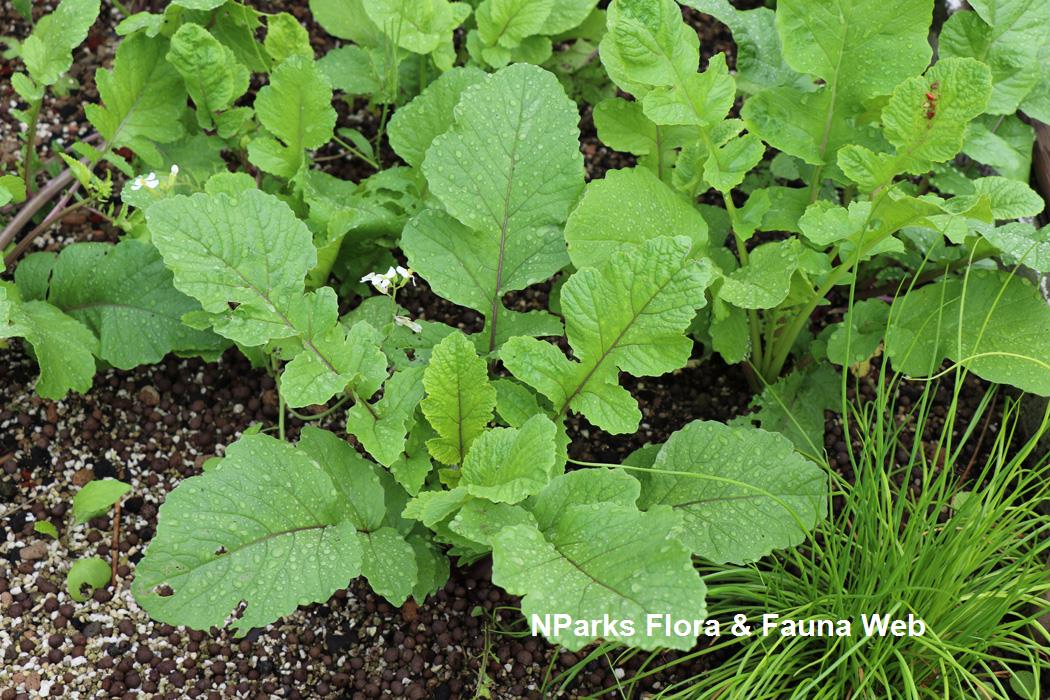 Raphanus raphanistrum subsp sativus white oriental radish_Jennie Tang_3rs