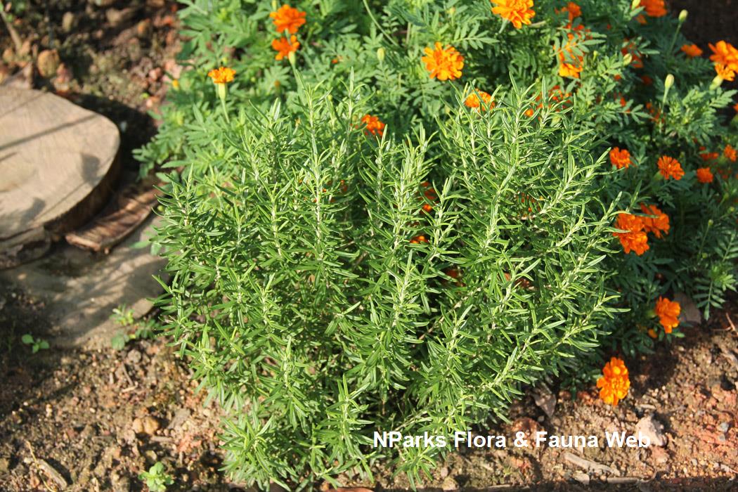 Salvia_rosmarinus_Jennie_Tang_1