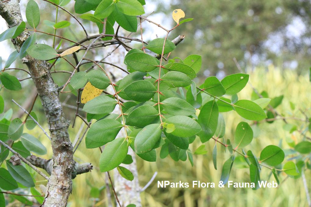 Sonneratia caseolaris_Low Wei Teng