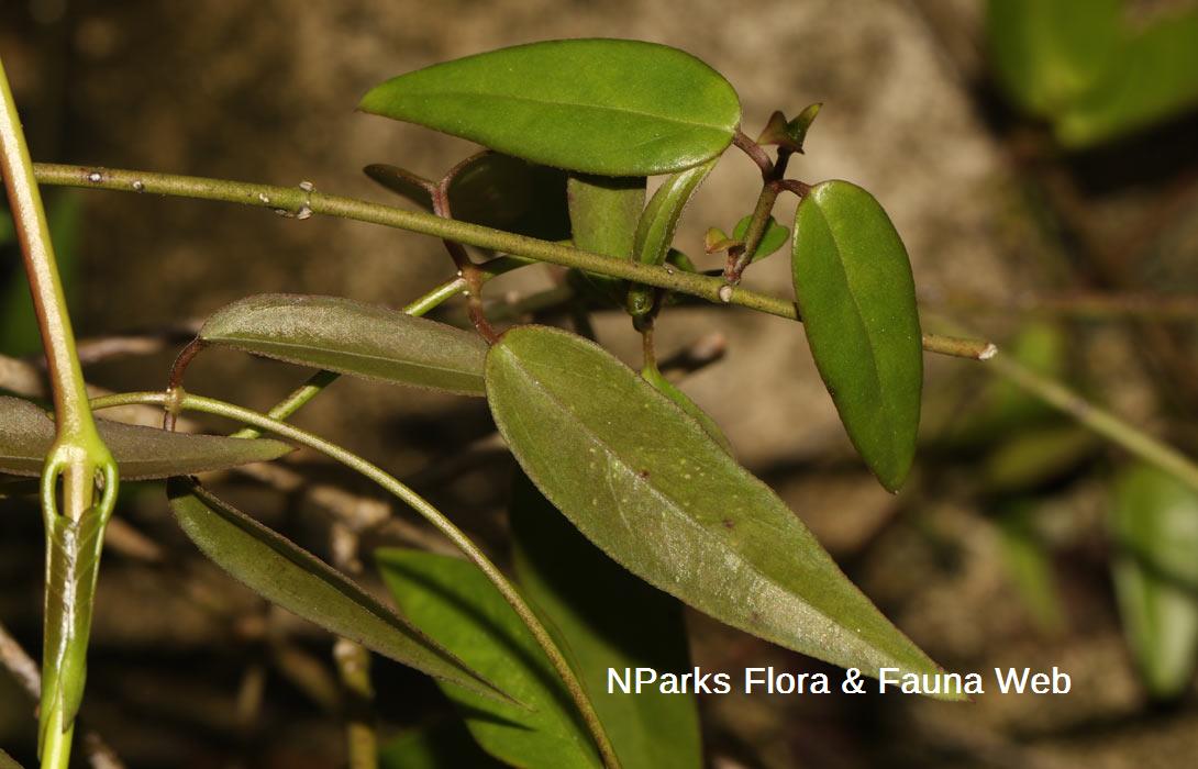 Vincetoxicum-flexuosum-var-tenuis_Cerlin-Ng_4rs