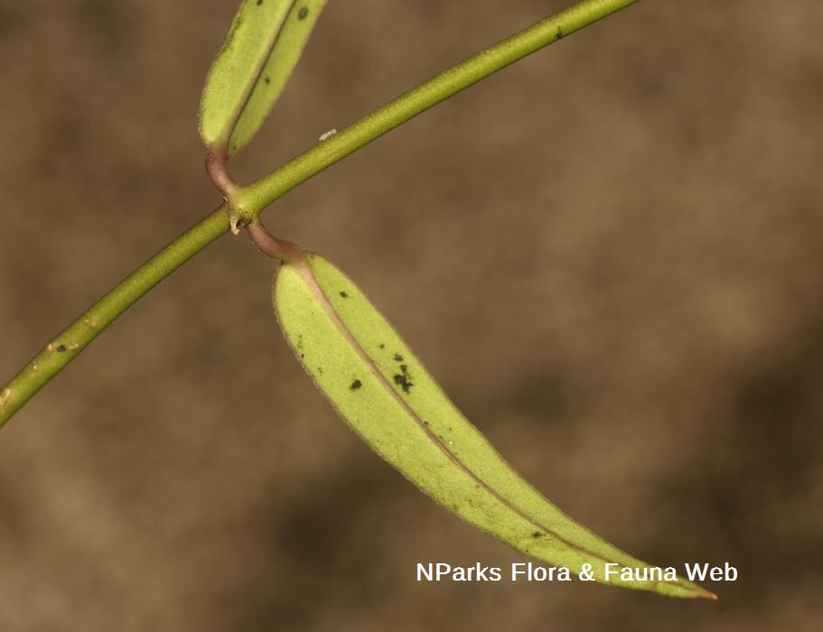 Vincetoxicum-flexuosum-var-tenuis_Cerlin-Ng_5rs