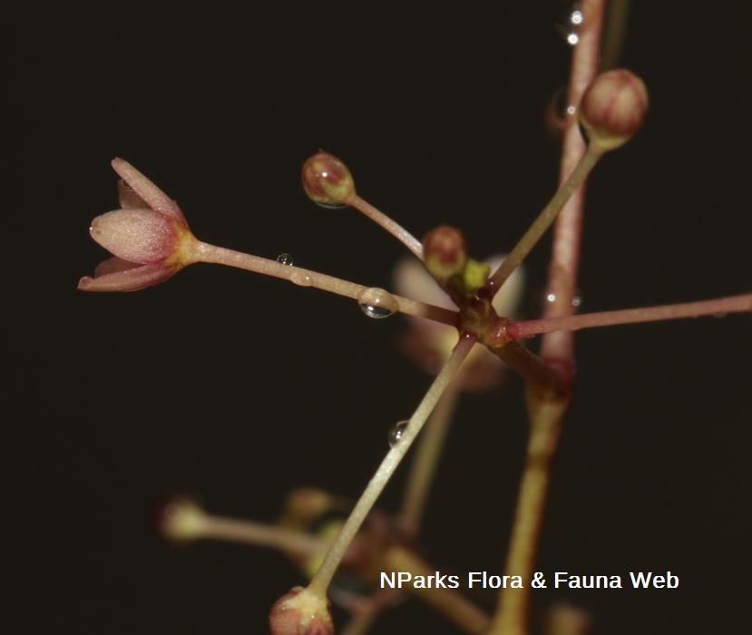 Vincetoxicum-flexuosum-var-tenuis_Cerlin-Ng_6rs