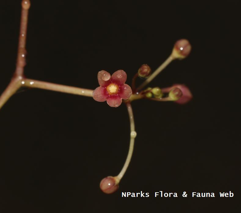 Vincetoxicum-flexuosum-var-tenuis_Cerlin-Ng_1rs