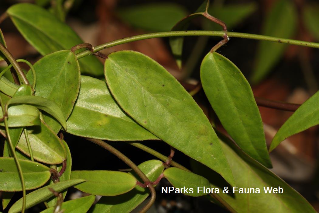 Vincetoxicum-flexuosum-var-tenuis_Cerlin-Ng_2rs