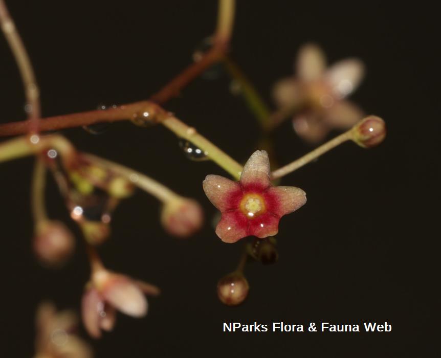 Vincetoxicum-flexuosum-var-tenuis_Cerlin-Ng_3rs