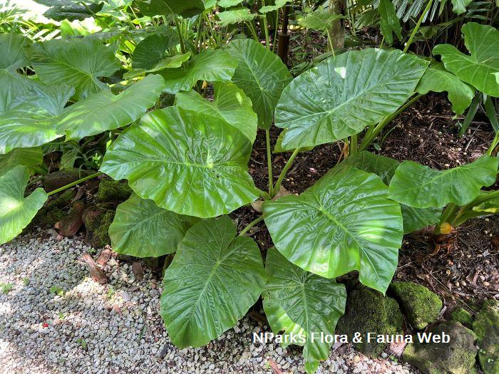 Alocasia odora Hazri Boey