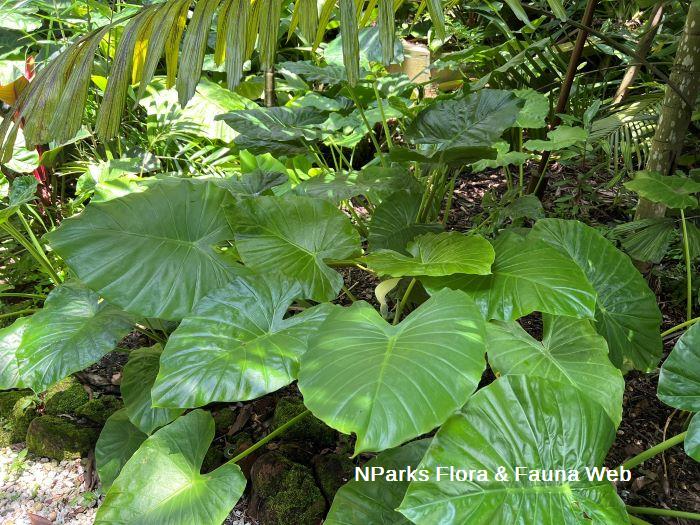 Alocasia odora Hazri Boey