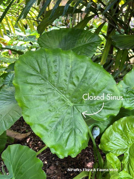 Alocasia odora Hazri Boey
