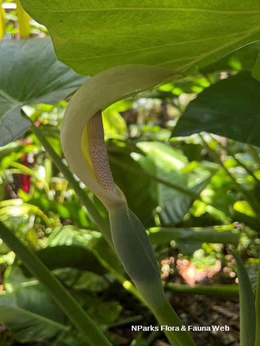 Alocasia odora Hazri Boey