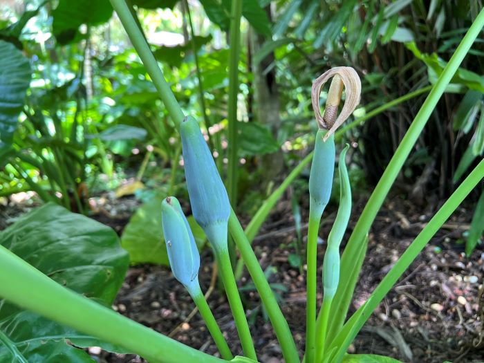 Alocasia odora Hazri Boey