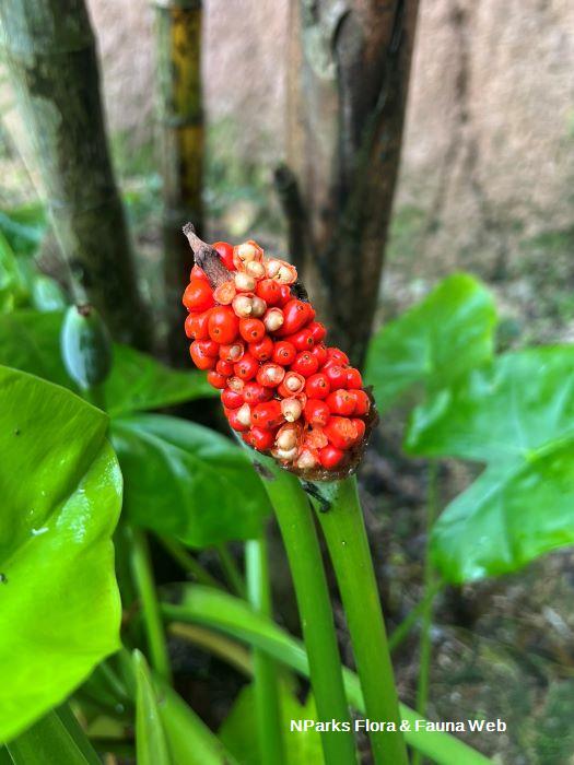 Alocasia odora Hazri Boey